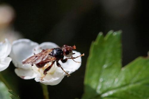 Myopa testacea